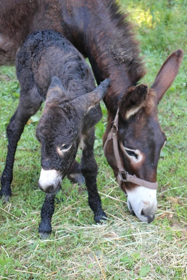 Prince Teton Farm