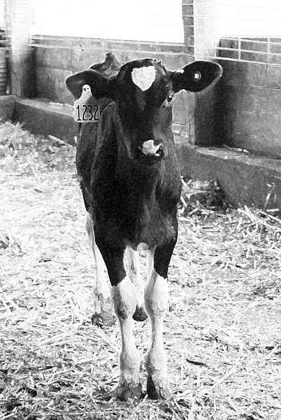 Stensland Family Farms Creamery