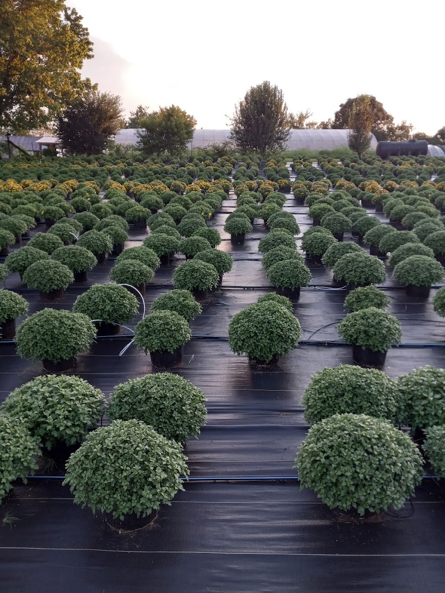 Hillview Stables LLC