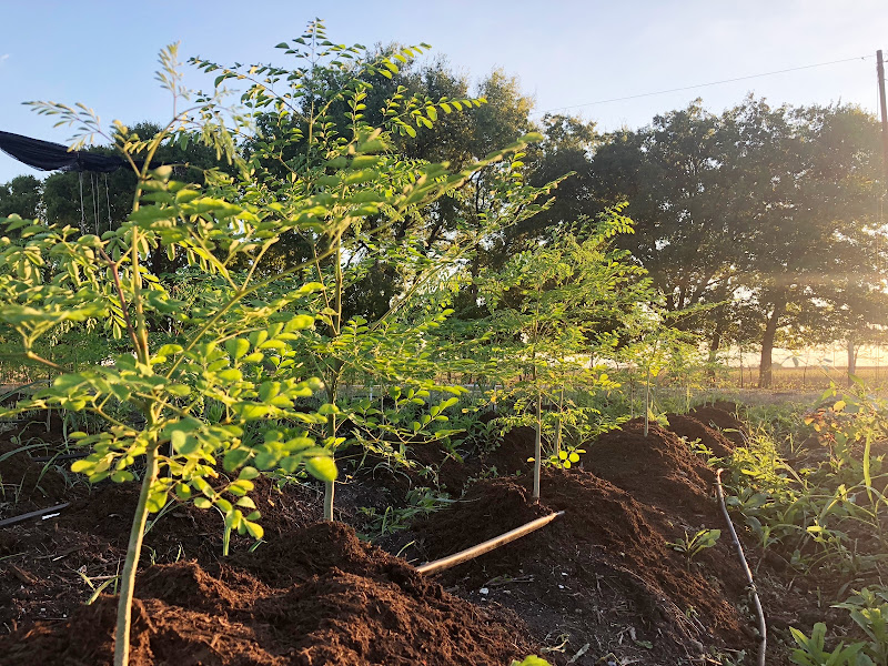 Blueberry Hills Ranch photo 6