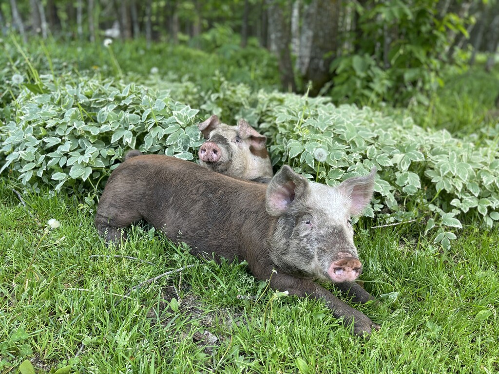 Aho Acres and Show Pigs