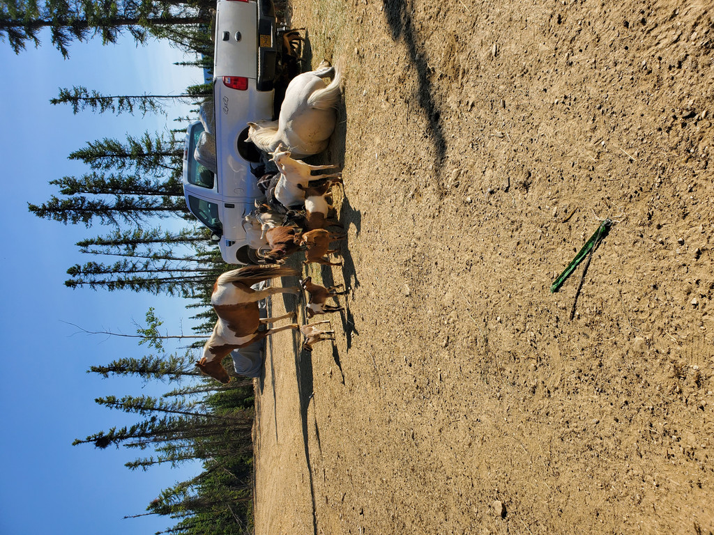 Angels Nesting Farm LLC.