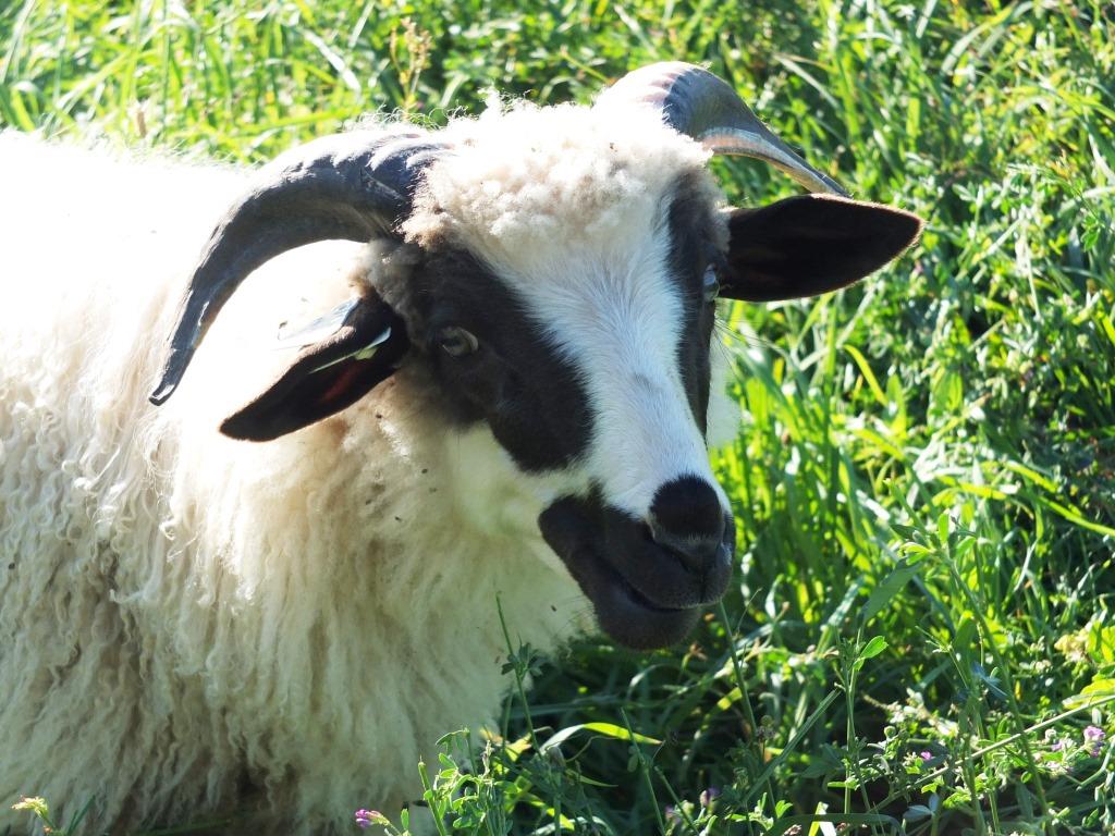 Arriola Sunshine Farm