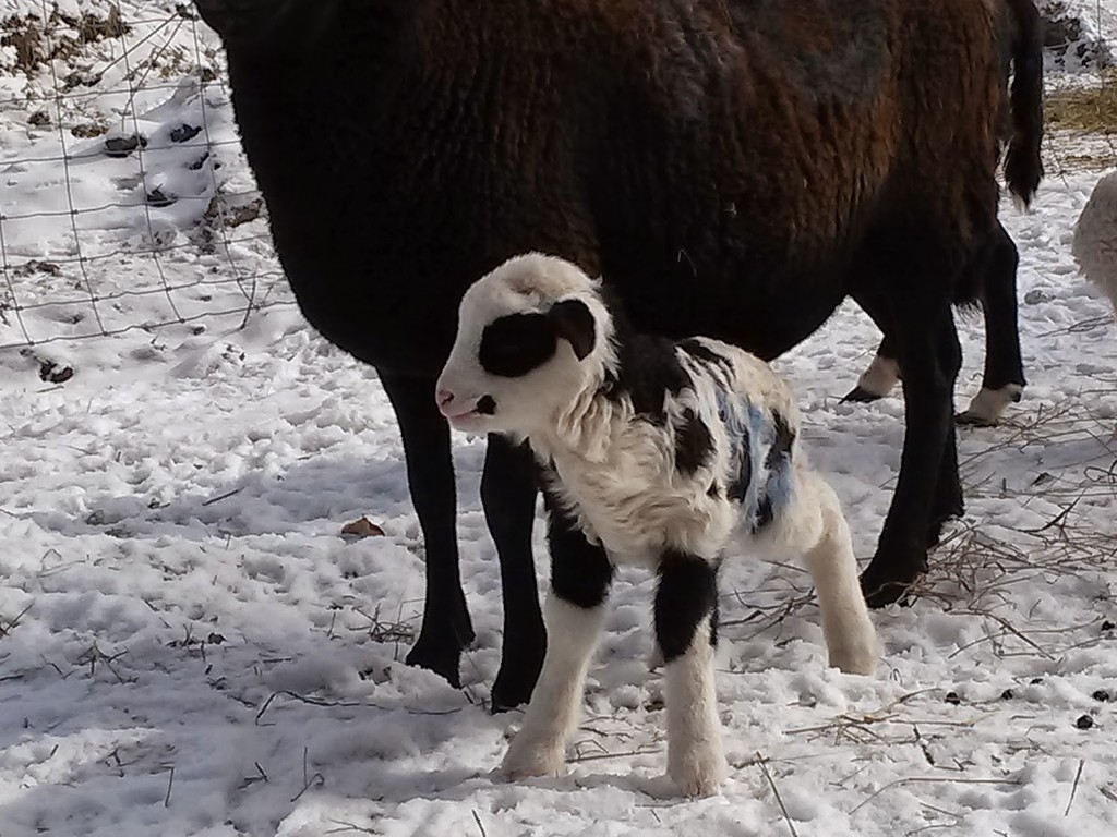 Atlasta Sheep Farm