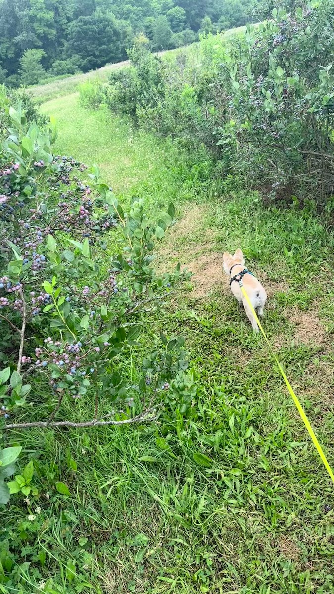 Hazen's Blueberry Farm photo 2