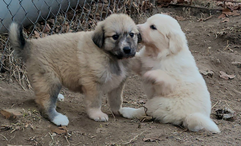 Sparks Family Farm photo 2