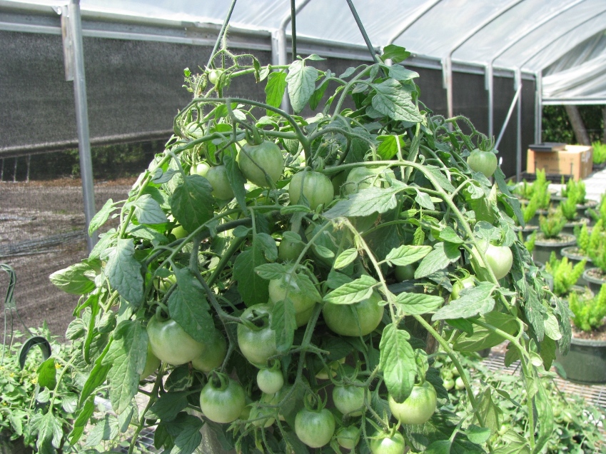 Incredible Edible Garden