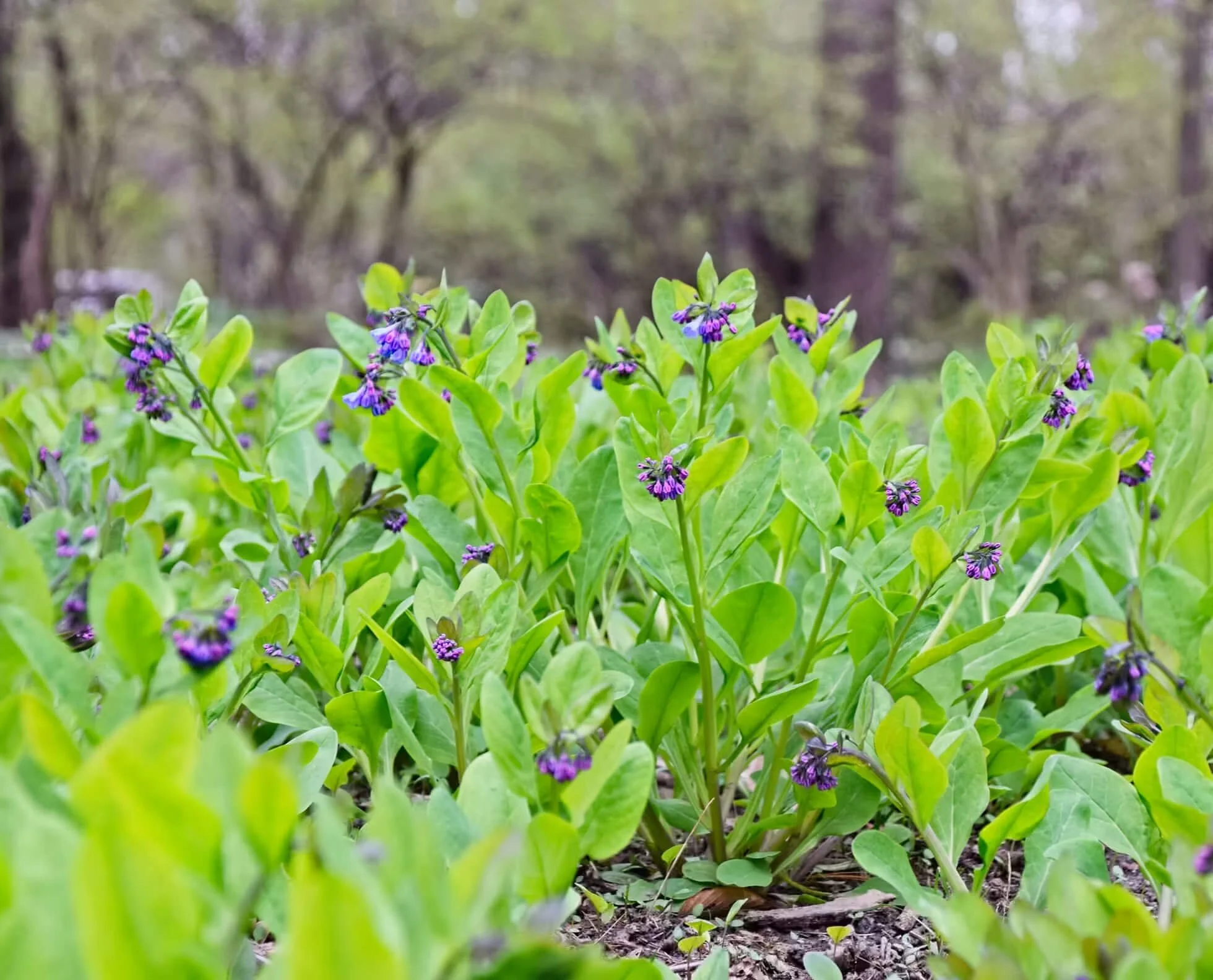 Irvington Farmers' Market