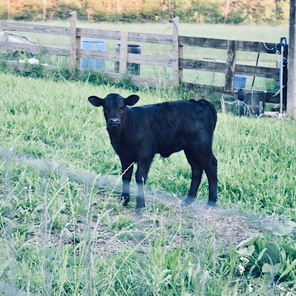 Earnest Roots Farm photo 3