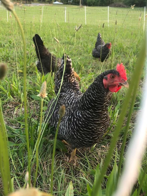 Earnest Roots Farm photo 10