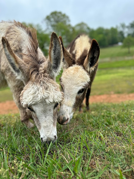 Happy Critters Ranch photo 2