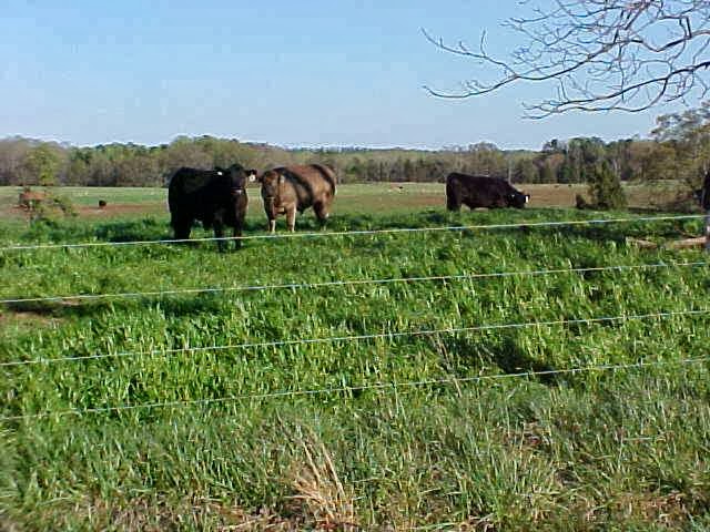 Happy Critters Ranch photo 3