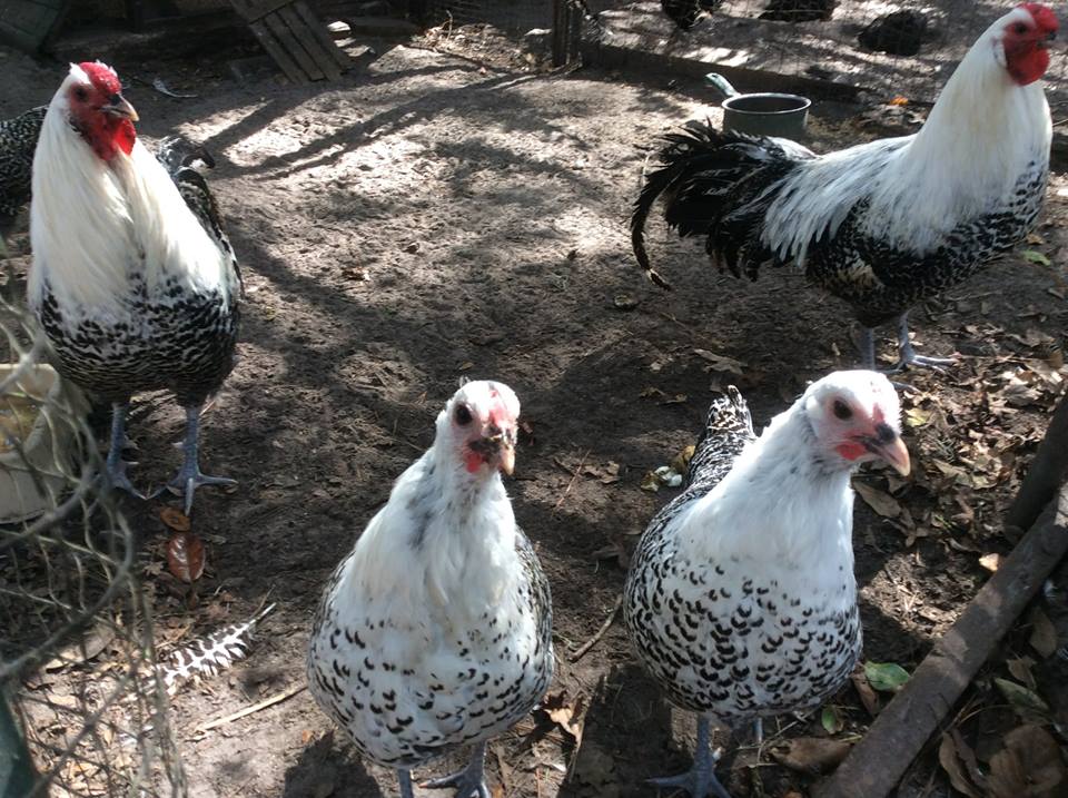 fancy Chicken breeds farm