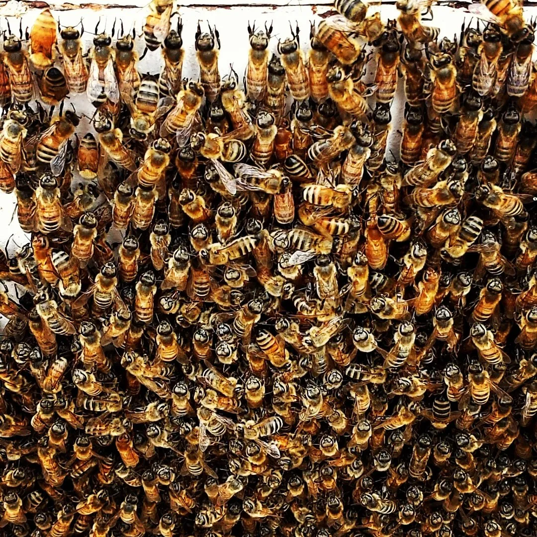 Prescott Honey Farms LLC