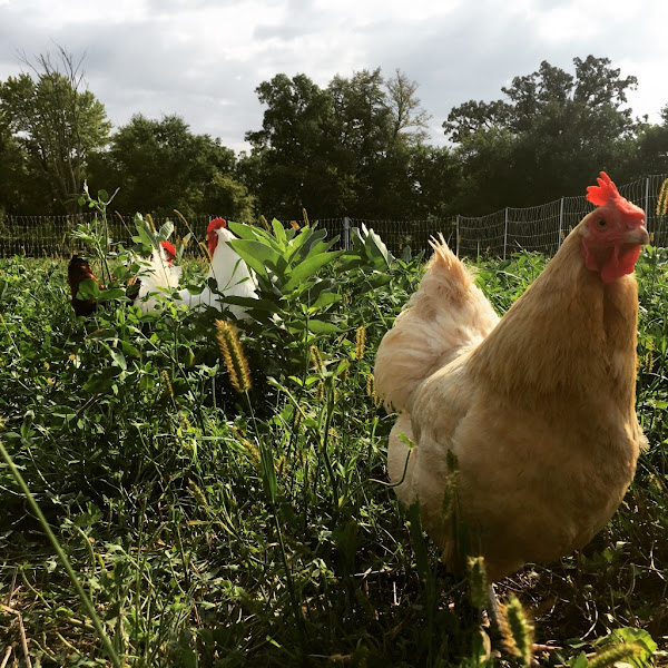 Lucky Star Farm photo 2