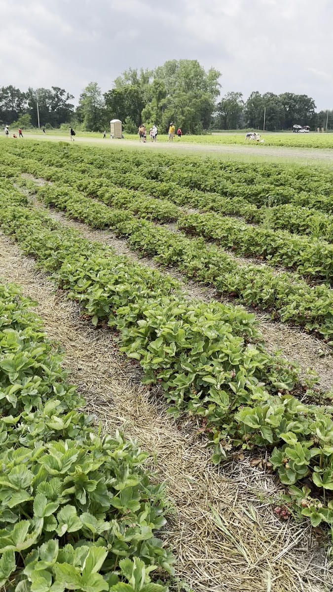 Johnson's Farm Produce photo 26