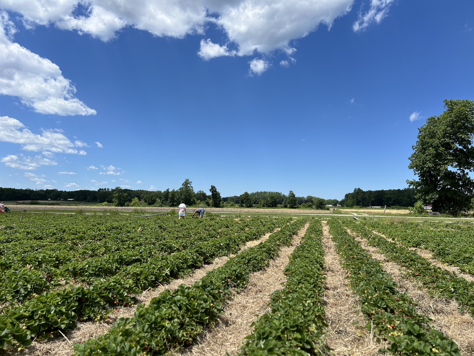Johnson's Farm Produce photo 28