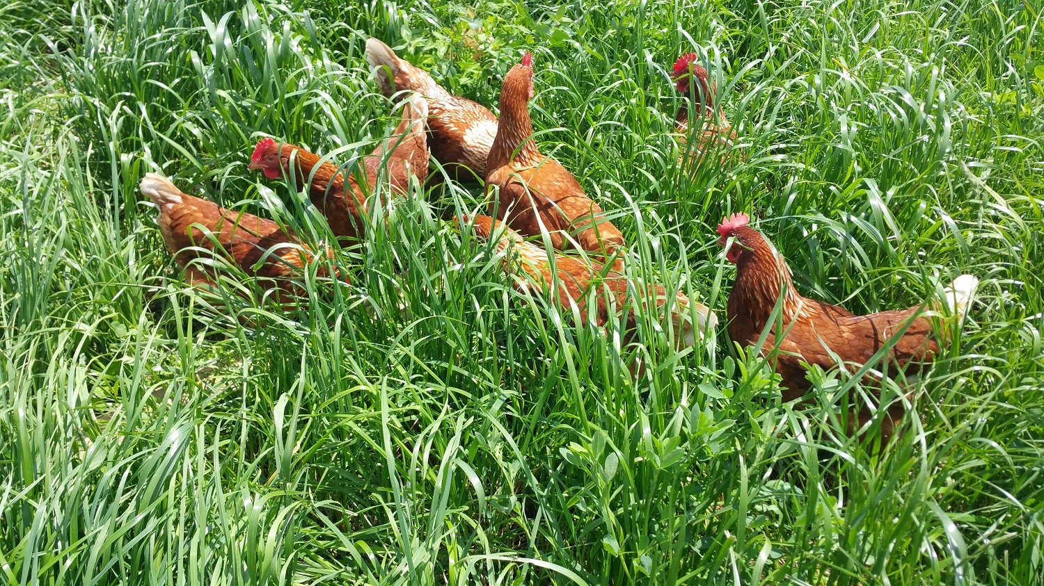 Miller’s Organic Farm Auburn AL Pickup photo 3