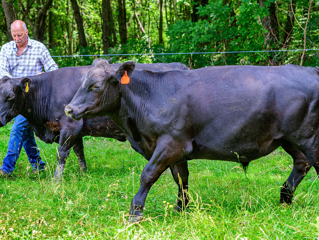 Sirna's Farm & Market photo 16
