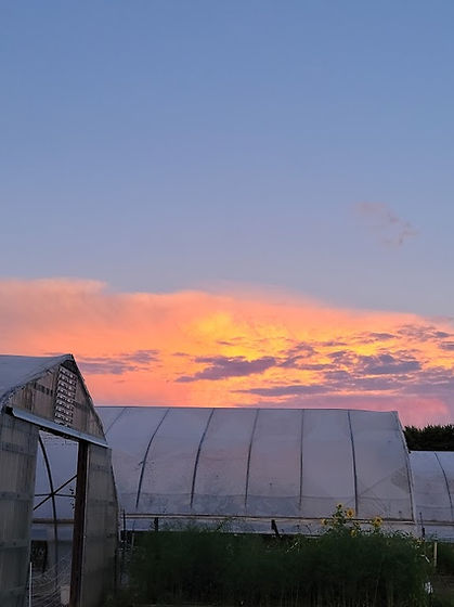 Sirna's Farm & Market photo 15