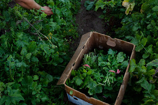 Rio Gozo Farm CSA photo 5