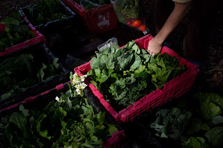 Rio Gozo Farm CSA photo 8
