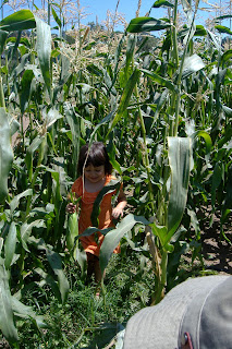 Rio Gozo Farm CSA photo 13