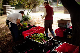 Rio Gozo Farm CSA photo 15