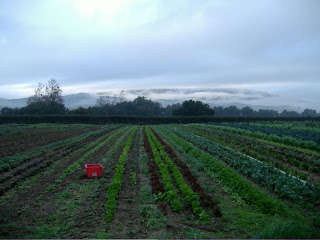 Rio Gozo Farm CSA photo 25