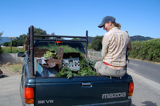 Rio Gozo Farm CSA photo 26