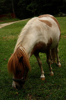 Dogwood Ridge Farm photo 2