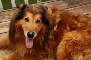 Dogwood Ridge Farm photo 15