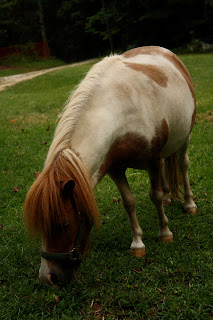 Dogwood Ridge Farm photo 6