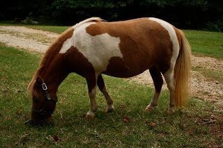 Dogwood Ridge Farm photo 7