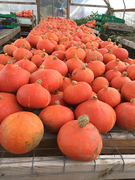 Snoqualmie Valley Farmers Cooperative photo 2