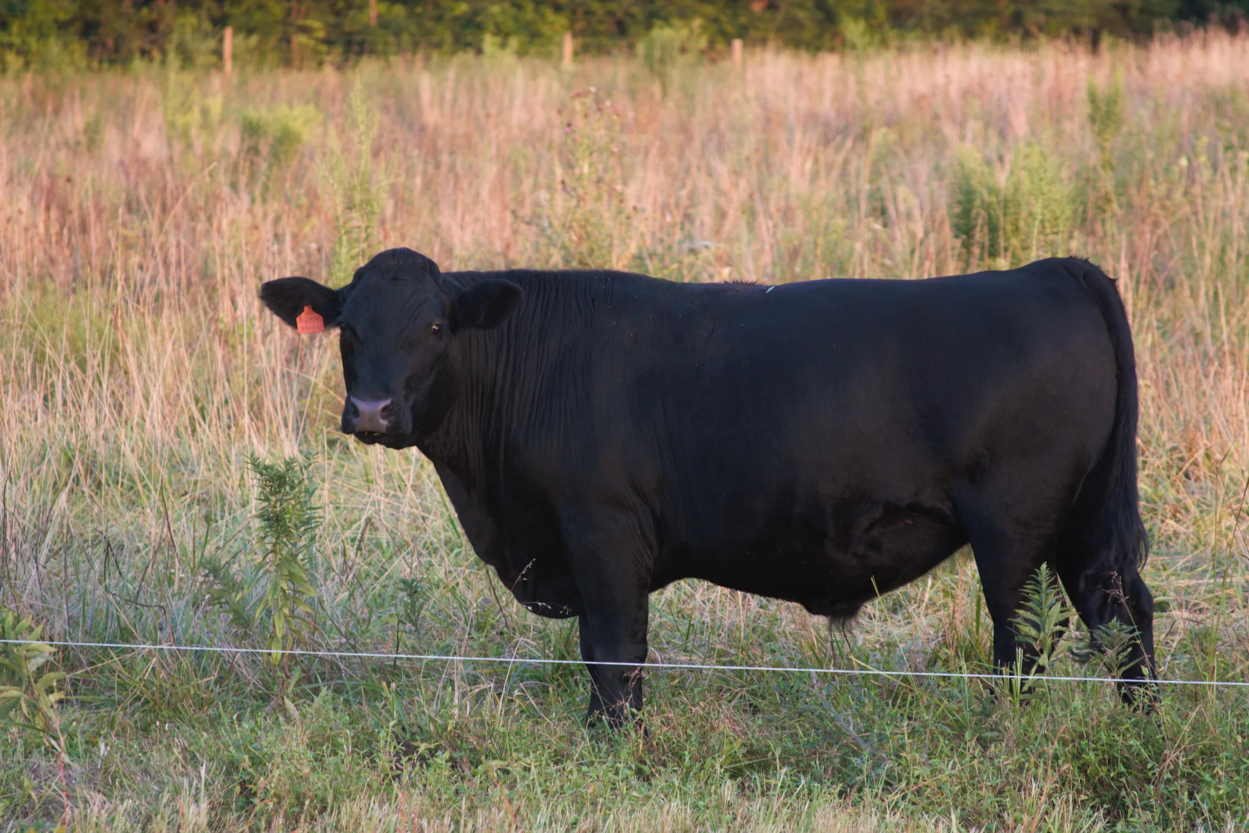 Virginia Sweet Grass Farm