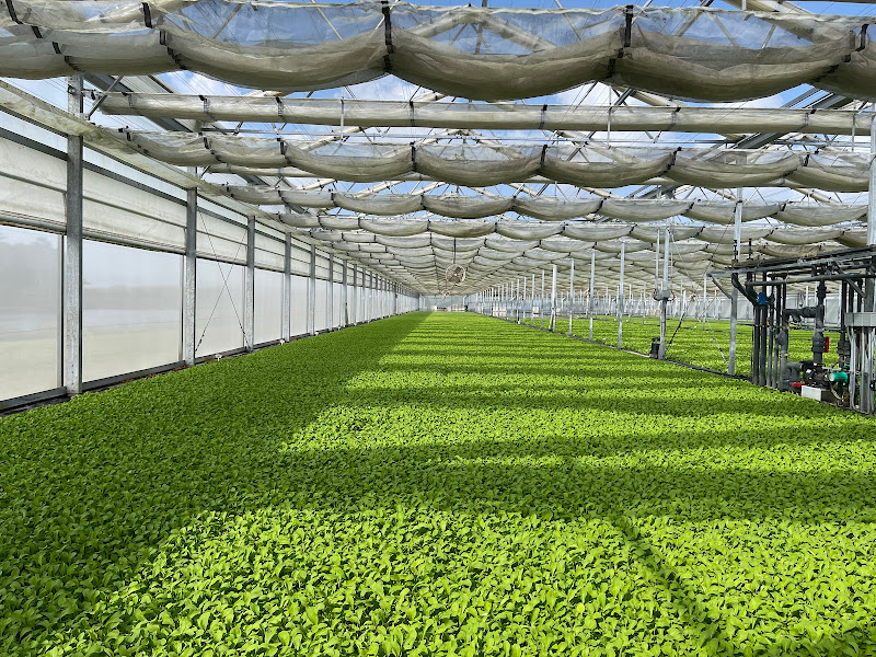 Farmhouse Tomatoes, Inc.