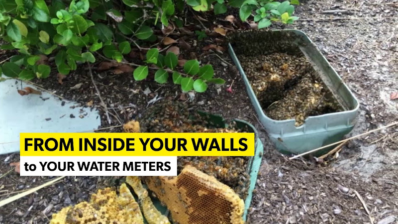 GreenView Aquaponics Family Farm and Apiary