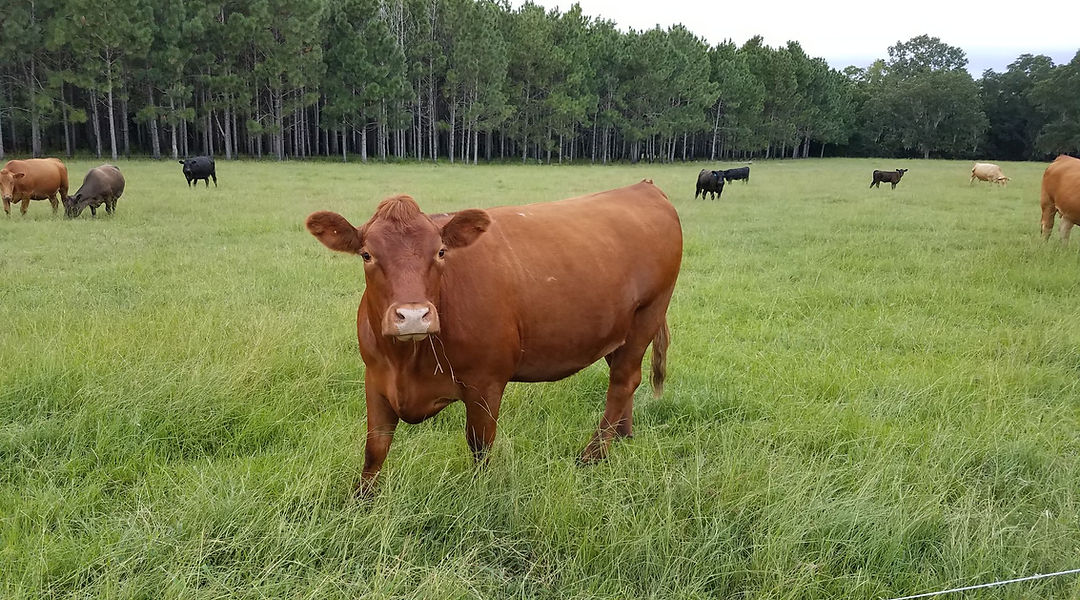 Live Oak Beef photo 8