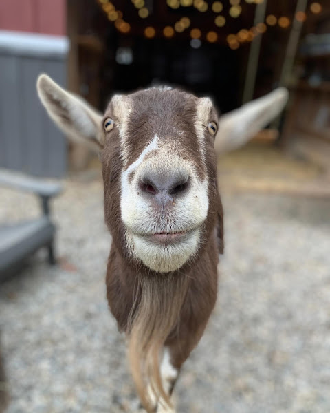 Stoney Acres Farm photo 3