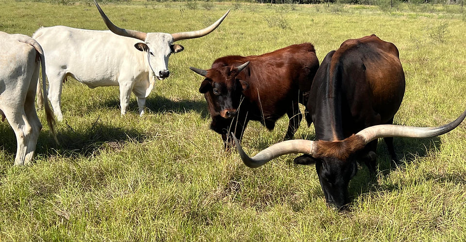 3 Points Ranch photo 6