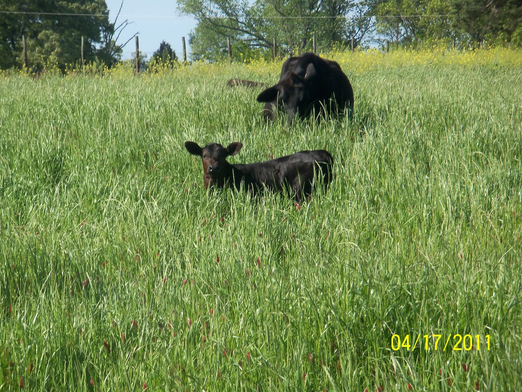 Montgomery Cattle Company