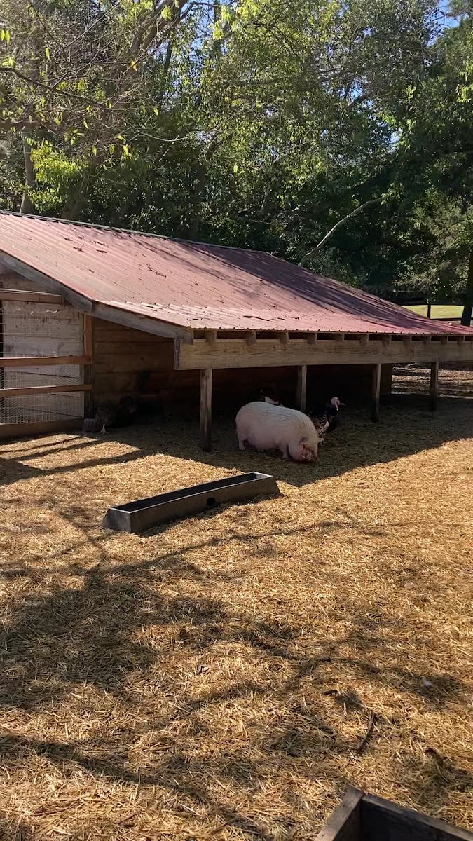 Old McCaskill's Farm photo 3