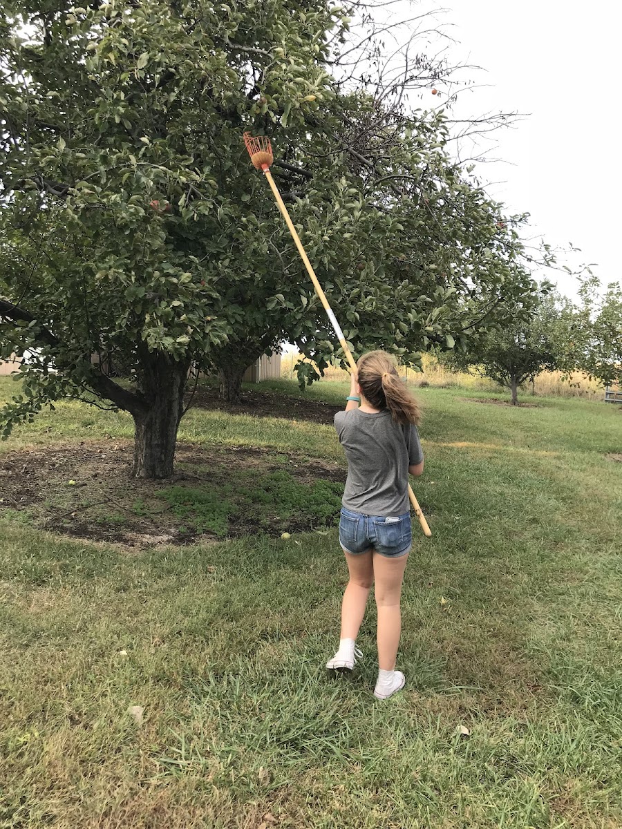 Fieldstone Orchard and Farm