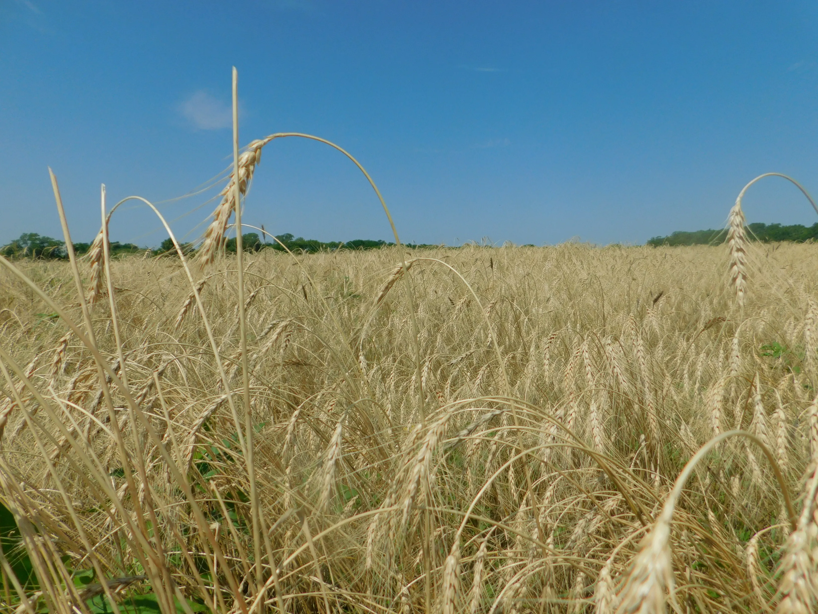 Fieldstone Orchard and Farm