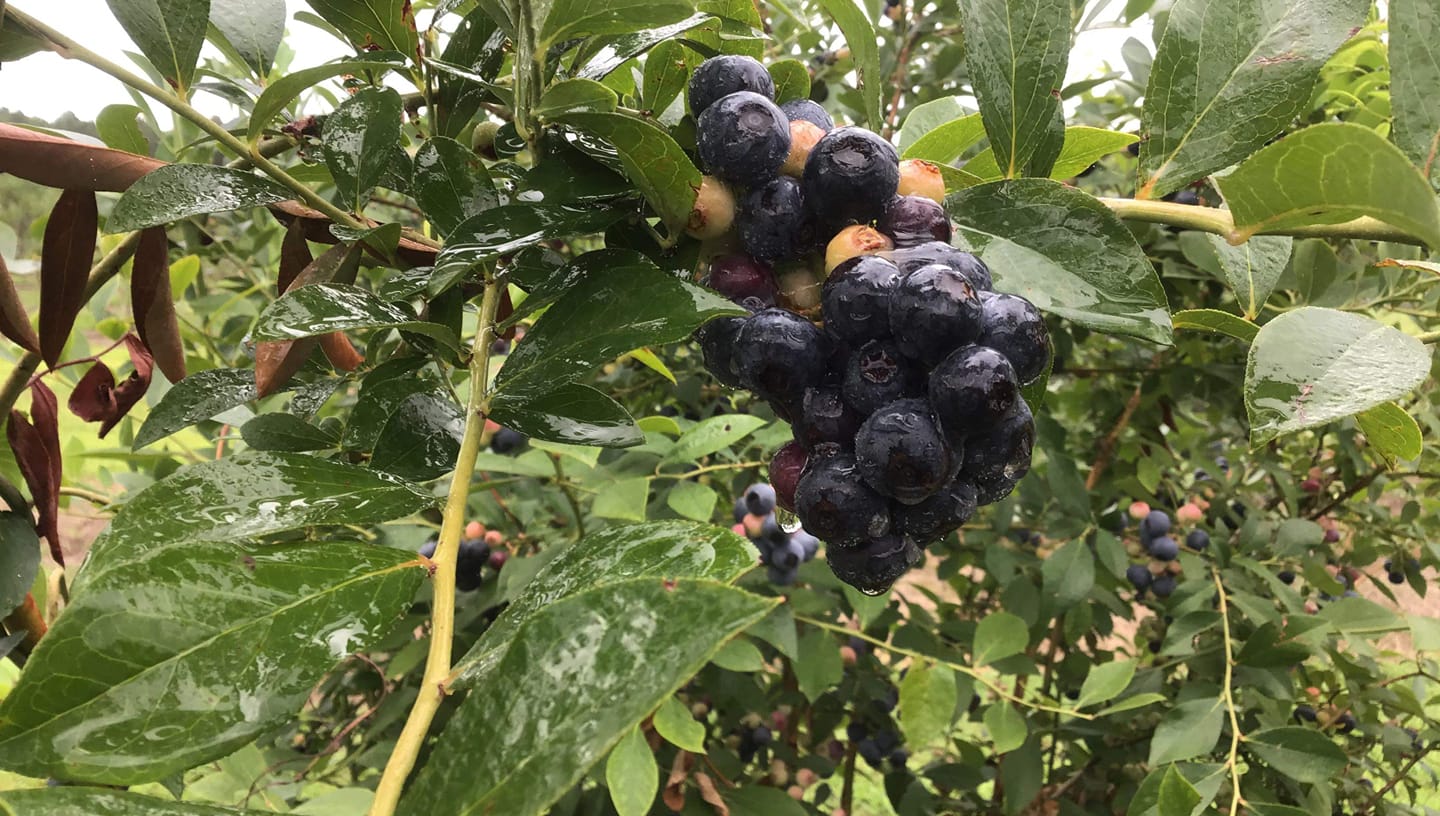 Kiomatia Blueberry Farm photo 2