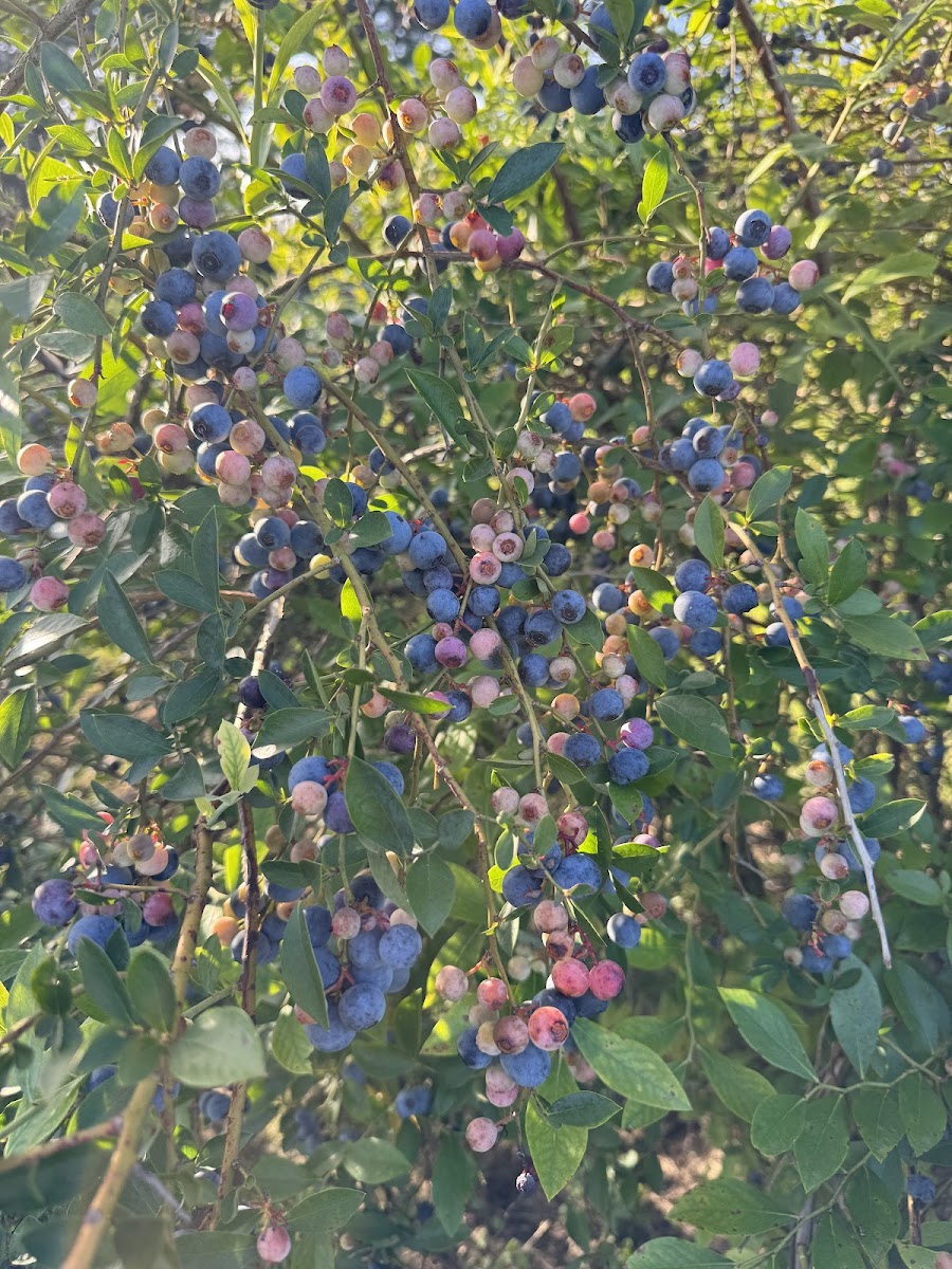Kiomatia Blueberry Farm photo 3