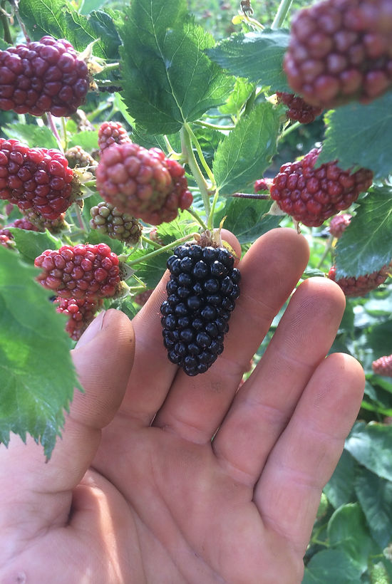 The Berry Farm photo 7