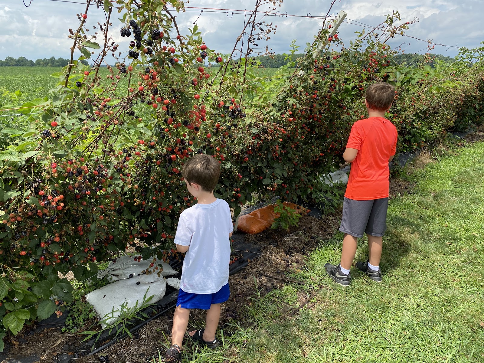The Berry Farm photo 2