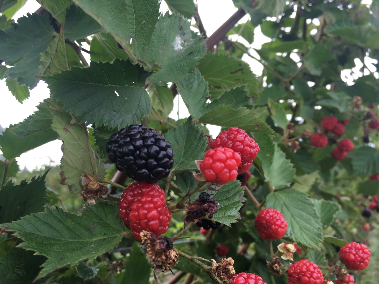 The Berry Farm photo 3